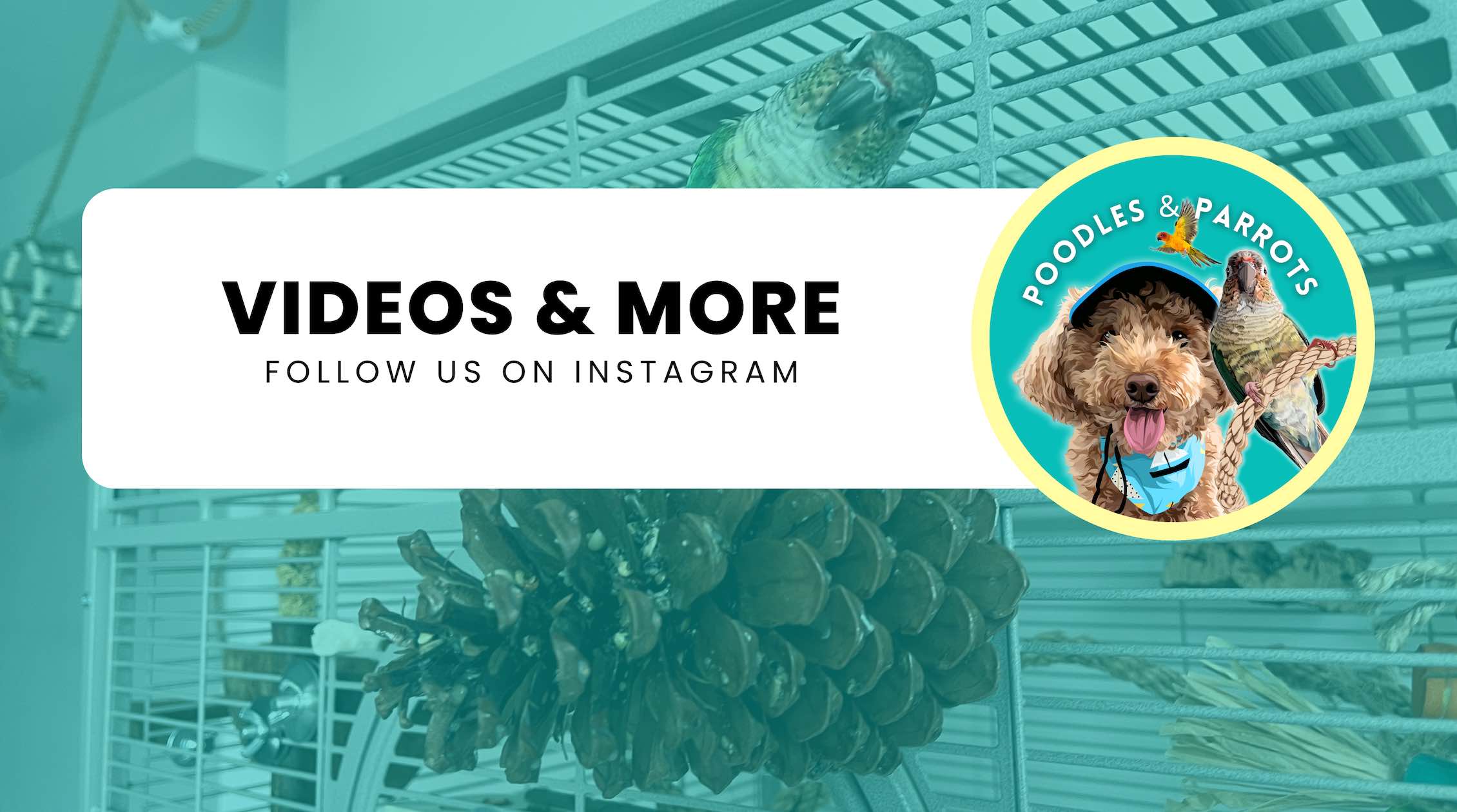 Subscribe to the Poodles and Parrots YouTube channel