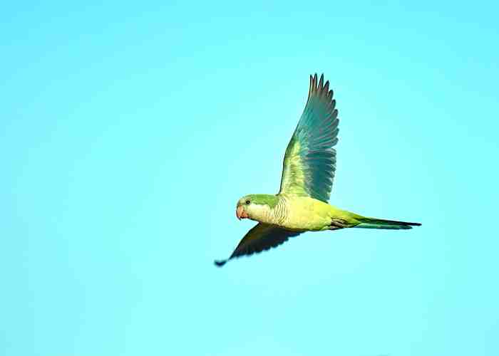 Cover for How to Prevent a Parrot from Flying Away!