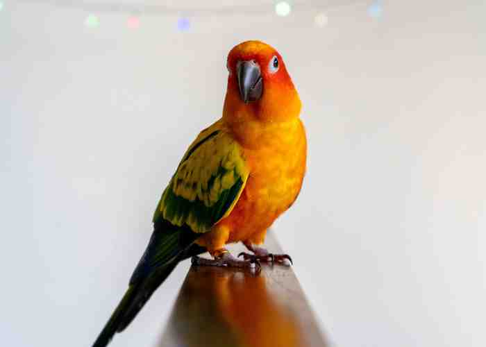 Cover for Sun Conure Care