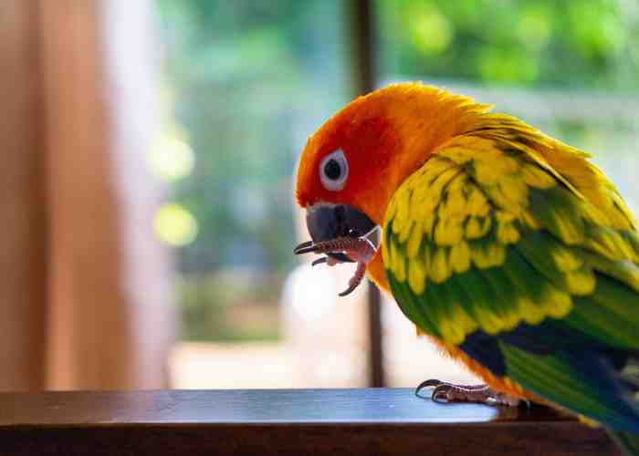 Cover for Why It's Important To Weigh Your Bird