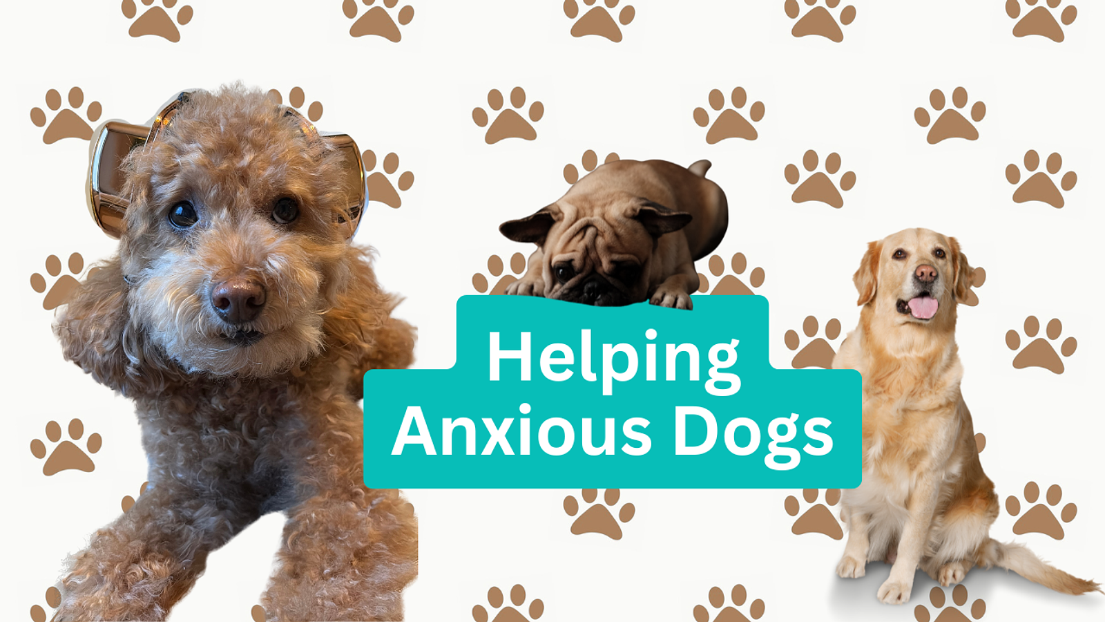 Cover for Living with an anxious dog: coping strategies