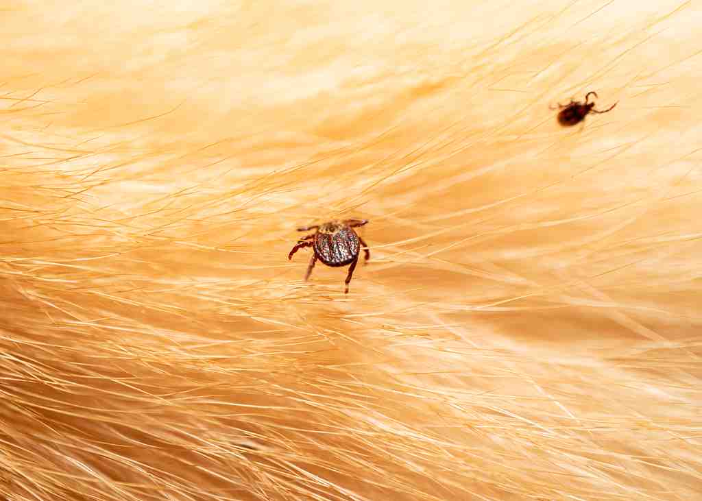Ticks-on-dog-hair-ticks-sucking-dog-blood-danger-2026-01-07-05-53-41-utc