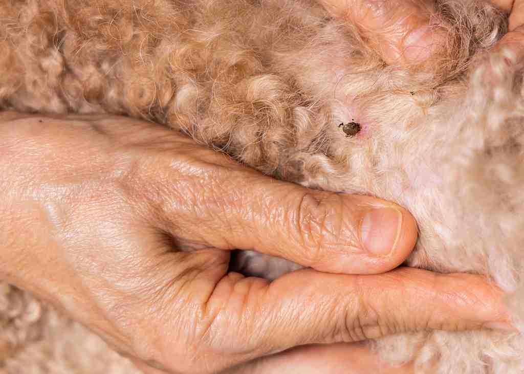Hand-search-and-remove-tick-flea-from-pet-dog-fur-2026-03-19-09-31-31-utc