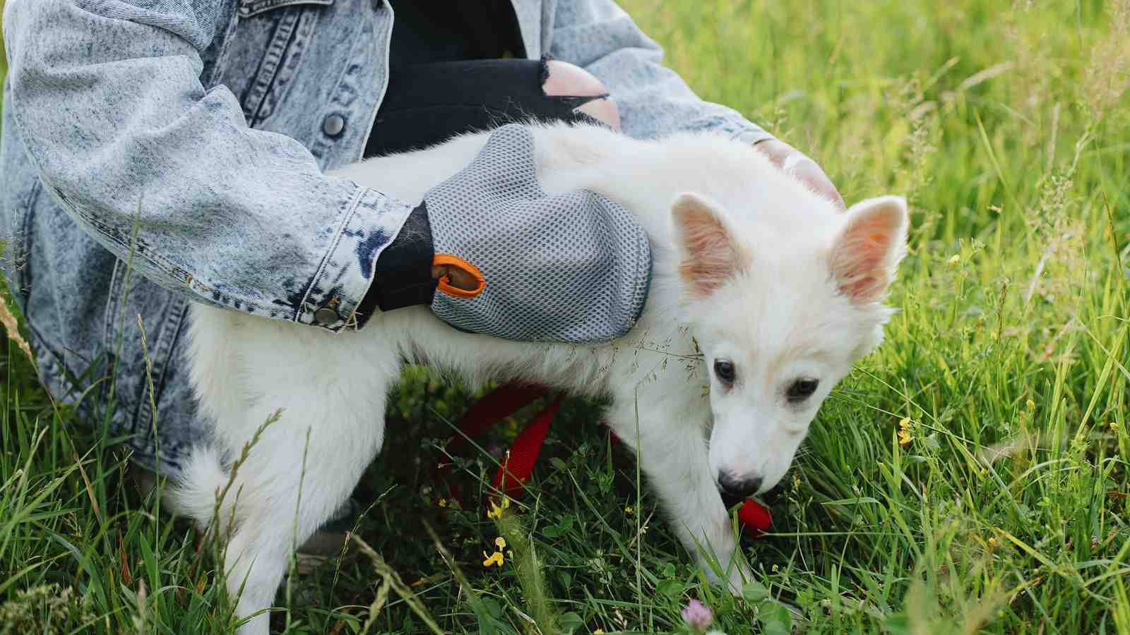 Cover for Tick Season Is Here And More Dog Parents Are Rethinking How They Handle It