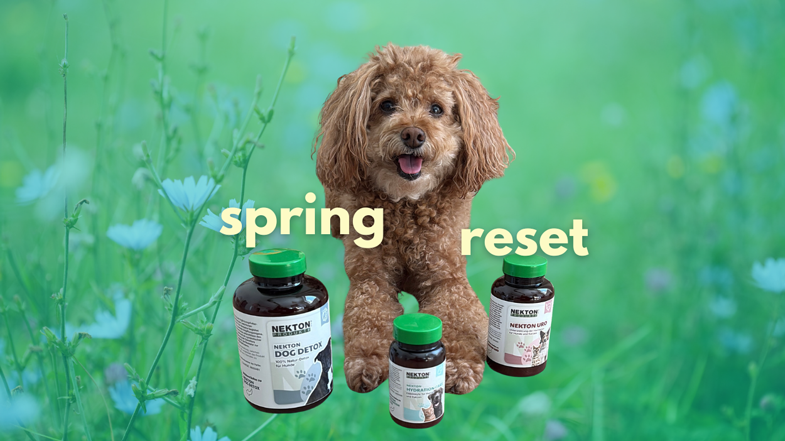 Cover for Your Dog Needs a Spring Reset — Here's Why