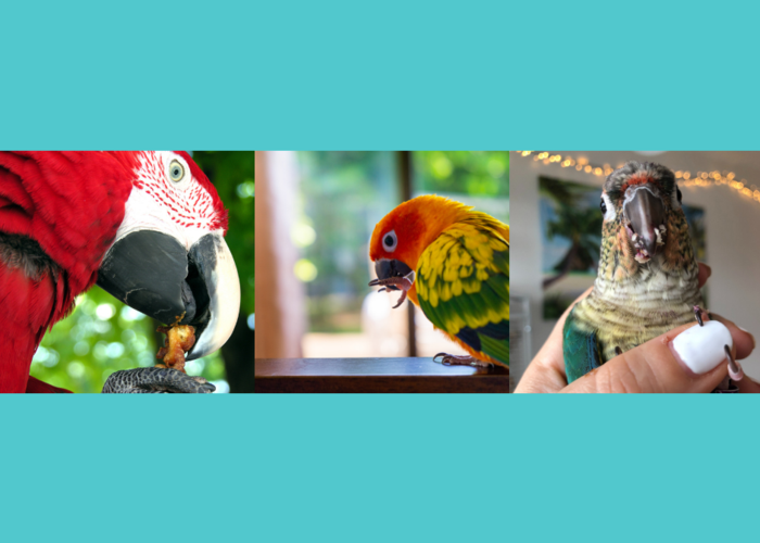 Cover for Treat Sizes for Parrots                                                                     