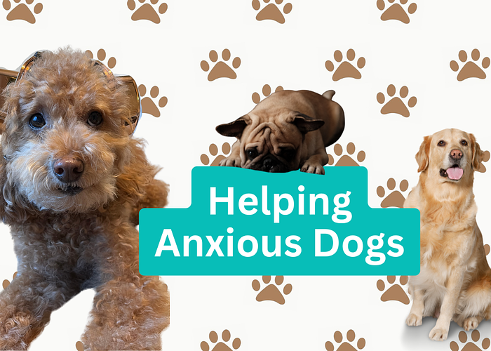 Cover for Living with an anxious dog: coping strategies