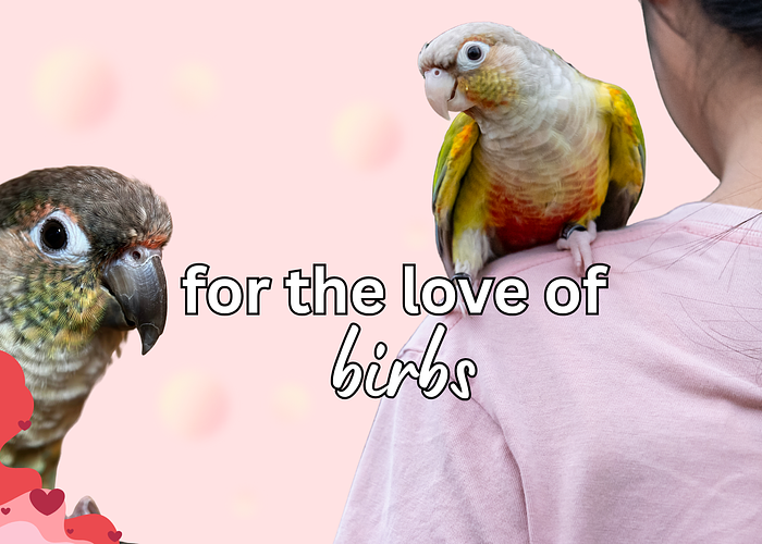Cover for 10 Ways to Show Your Bird Love on Valentine’s Day