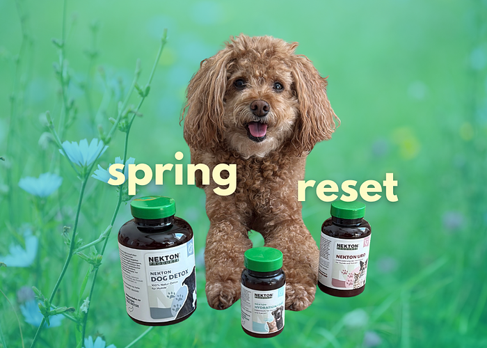 Cover for Your Dog Needs a Spring Reset — Here's Why