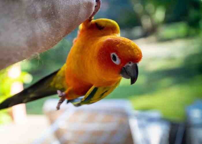 How To Read Your Dog’s Blood Work Poodles and Parrots