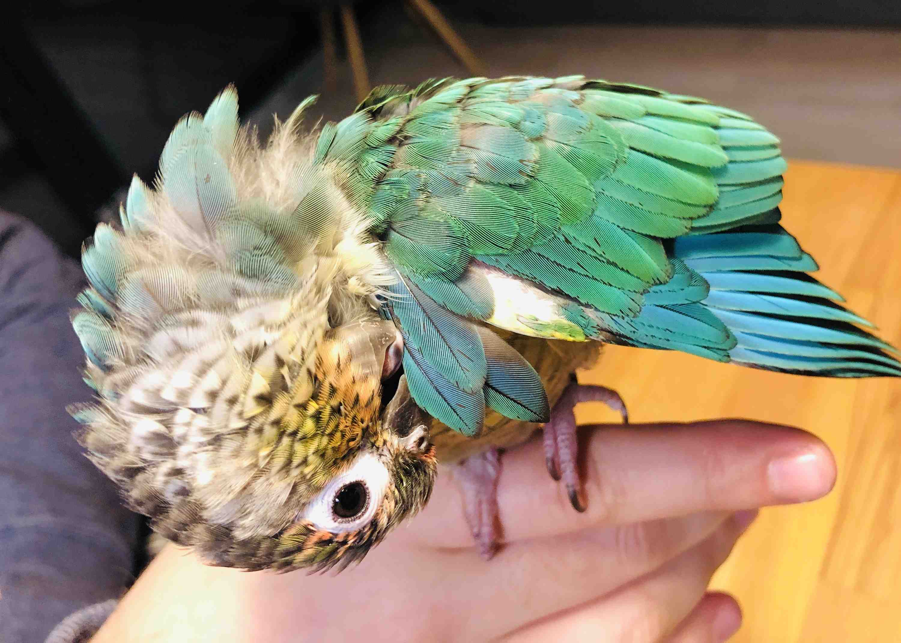 Molting Birds Understanding molting season Poodles and Parrots