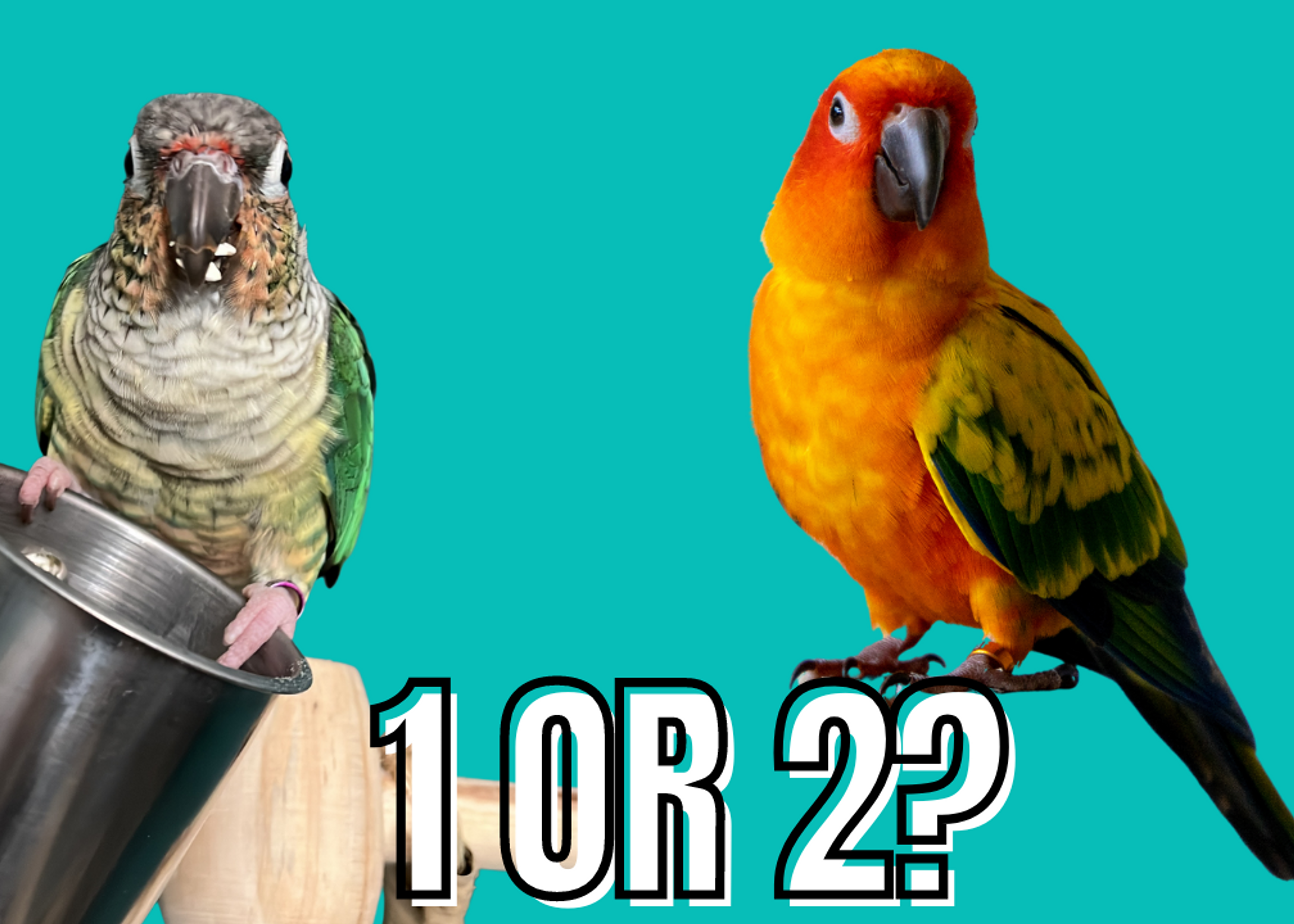 Weighed My Sun Conure Today  Best in Flock - A Parrot Blog