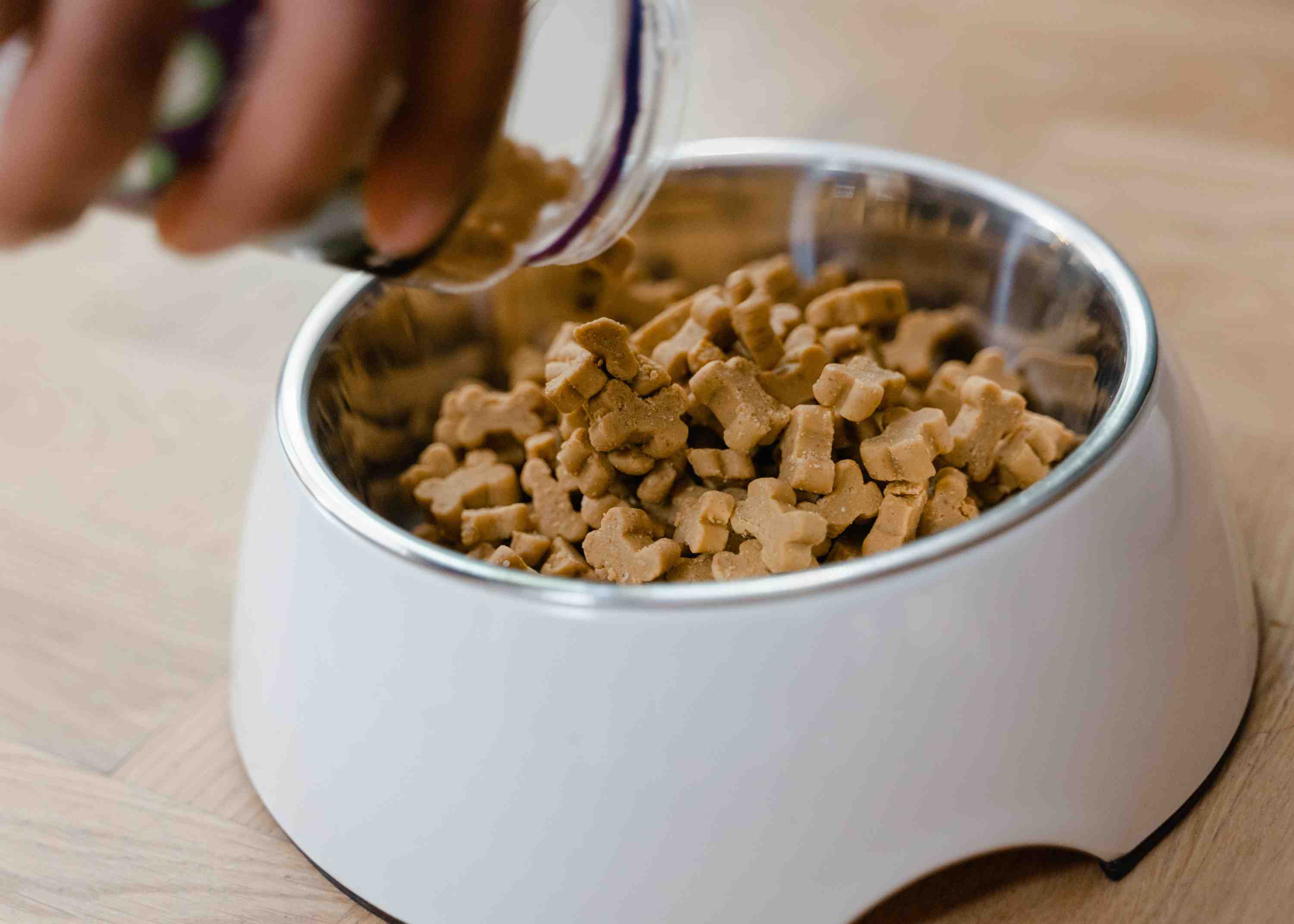 Why and How to Assess Your Dog Food Poodles and Parrots